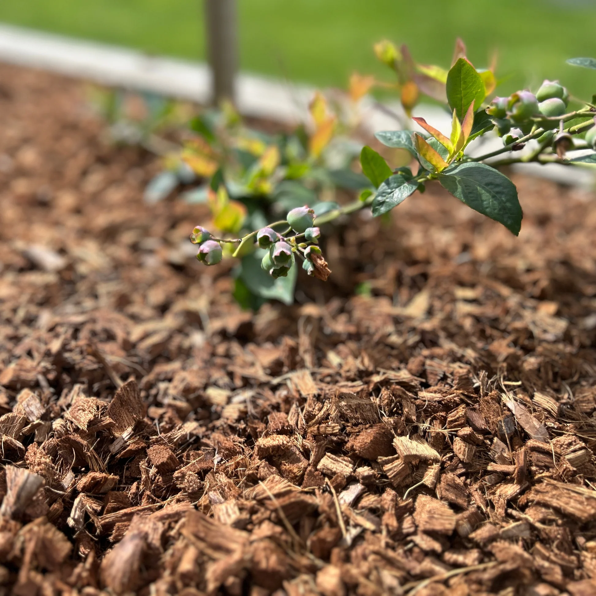 Plant Mulch - Image 3